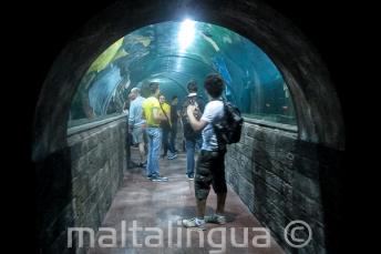 Les étudiants dans un tunnel de l'aquarium